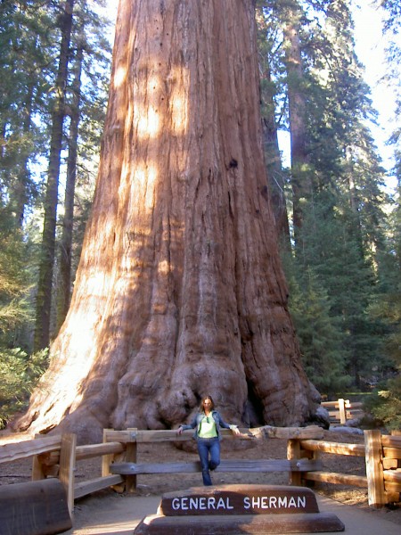 Sequoia national Park